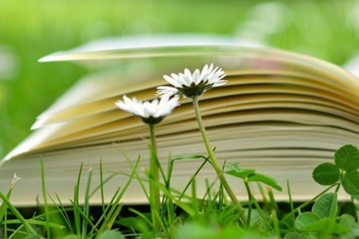 Daisies & book